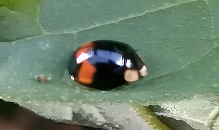 Coccinella velenosa