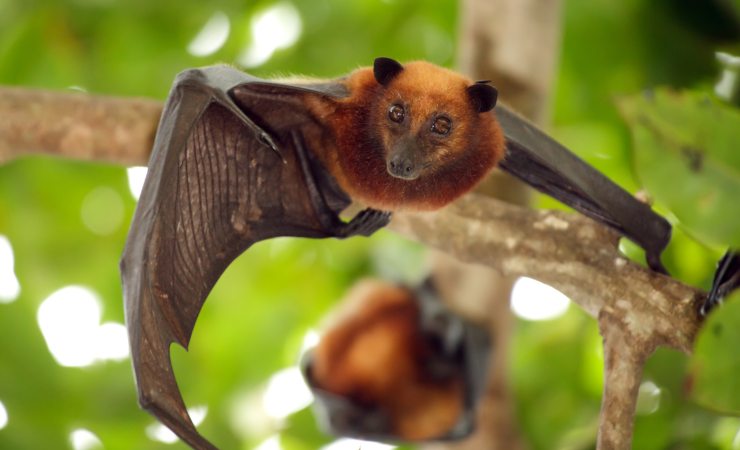 Pipistrello