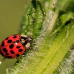 Coccinella