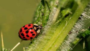 Coccinella